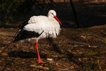 Storch auf einem Bein