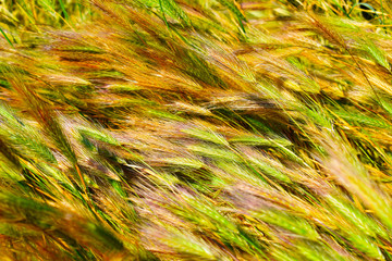 background of grass