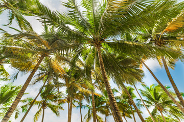 Fototapeta premium Tall palm trees under a clear sky in Guadeloupe