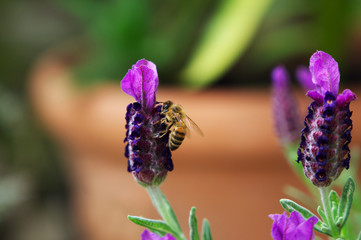Nahaufnahme einer Honigbiene beim Best&auml;uben von Lavendel