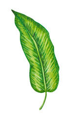 Obraz premium Palm, tropical leaf isolated. Hand drawn illustration. Summer, design element.