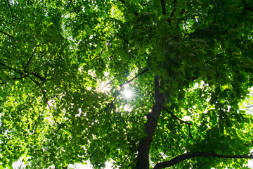 Through the branches of a tree covered with green leaves, the sun breaks through and the rays from it diverge beautifully in different directions.