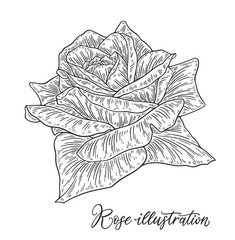 Rose flower hand drawn in lines. Black and white monochrome graphic doodle elements. Isolated vector illustration, template for design