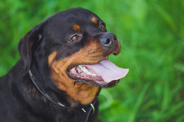 Beautiful dog rottweiler on a background of green grass in the park