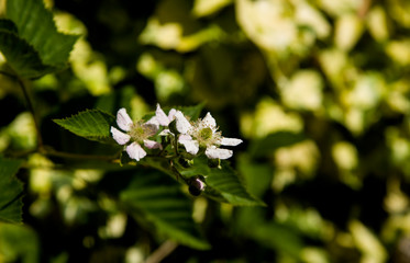 blackberry flower in the garden