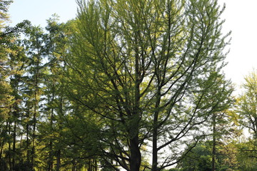Fototapeta premium ginkgo biloba tree in the forest