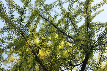 ginkgo biloba tree in spring