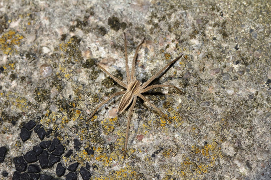 Raubspinne, Dolomedes fimbriatus