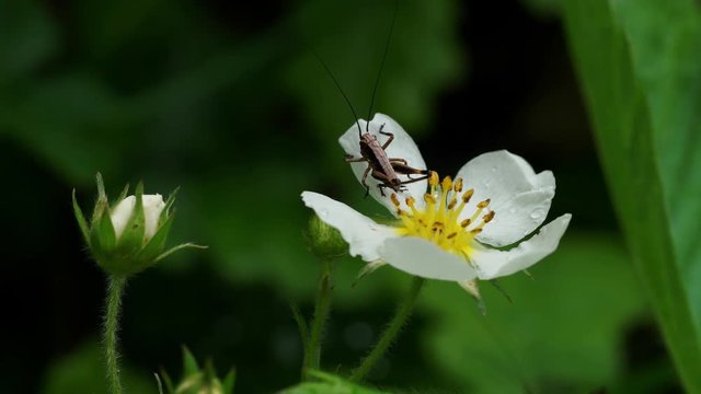 A little brown grasshopper on wild strawberry blood - (4K)