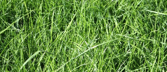 Green Grass Background Isolated Macro