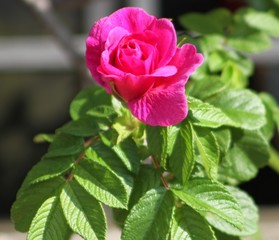 Wild Rose Isolated