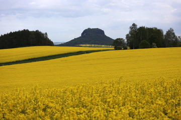 Der Lilienstein in der Sächsischen Schweiz