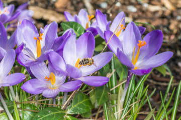 Violette Krokus Blumen im Frühling mit fliegenden Bienen die Honig sammeln, Deutschland