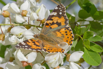 close up of brown butterfly sitting on white acacia blossoming