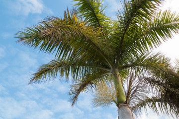 Blooming palm tree and a cloudy sky