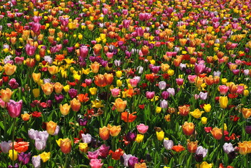 Obraz premium Kolorowe tulipany