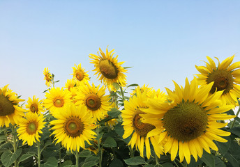 Closeup of sunflowers field landscape .