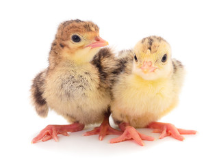  Two little chicken turkey.