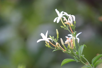 white flowers in the garden