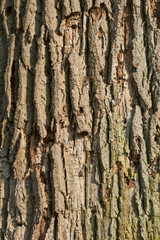 Texture bark of large oak tree in bright sunlight portrait