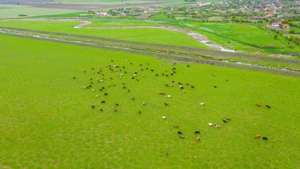Obraz premium Aerial view of cows on field.