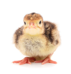 Little chicken turkey.