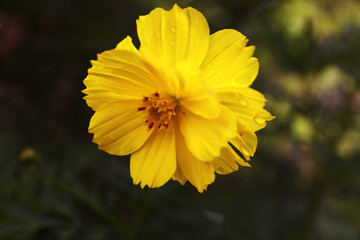 yellow flower in the garden