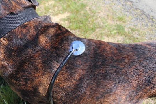 chien au v&eacute;t&eacute;rinaire
