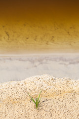Grass growing  along polluted yellow brown water as a sign of new life