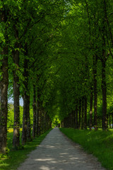 Naklejka premium long mystical path in the forest