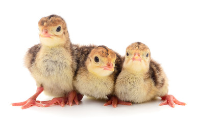 Three little chicken turkey.