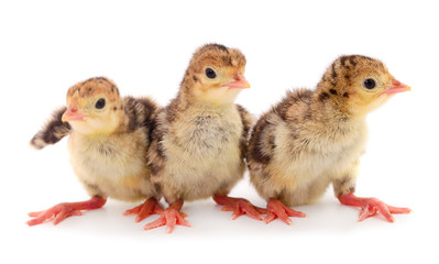 Three little chicken turkey.