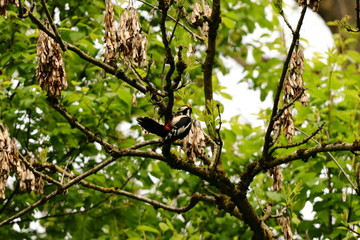 Obraz premium Buntspecht