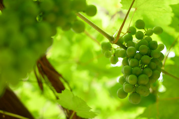 Green grapes on a grapevine