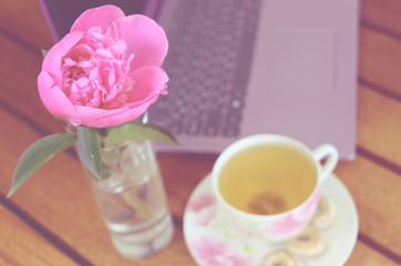  Fresh peony in May. Purple computer on a wooden table. White cup of herbal tea and a working laptop. Remote work for women.