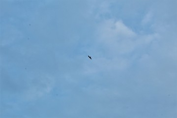 Obraz premium Freedom