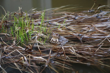 Teich