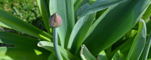 flower in the garden