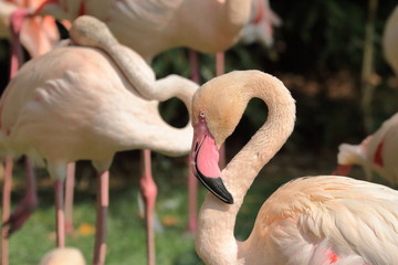 fenicotteri, flamingos