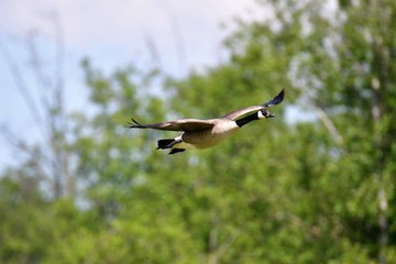 A Canada goose is flying in the air.