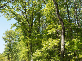 Forest landscape. Pedunculate oak, Common oak or European oak (Quercus robur) 