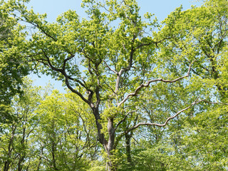 Fototapeta na wymiar Forest landscape. Pedunculate oak, Common oak or European oak (Quercus robur) 