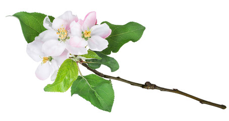 Apple flowers on a branch isolated on white background