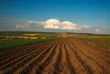 Fototapeta na wymiar Agricultural blooming green and yellow field crops on blue sky and clouds