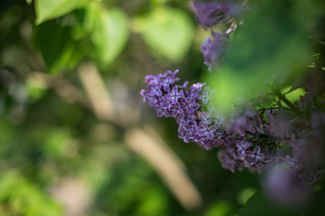 Purple branch