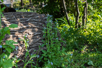 Fototapeta premium wooden log