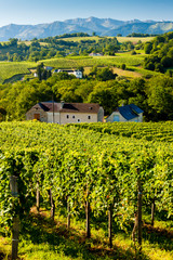 Fototapeta na wymiar vineyard in south Jurancon, France