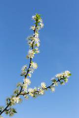 Fluffy, snow-white plum branch with young green leaves against the blue cloudless sky. White plum blossoms. Stormy spring bloom. Sunny morning.