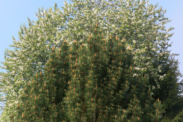 Mountain pine on the background of flowering bird cherry and blue cloudless sky. Stormy spring bloom. Sunny morning.
