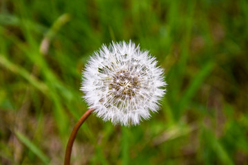One white fluffy dandelion on blurred background of spring green grass.